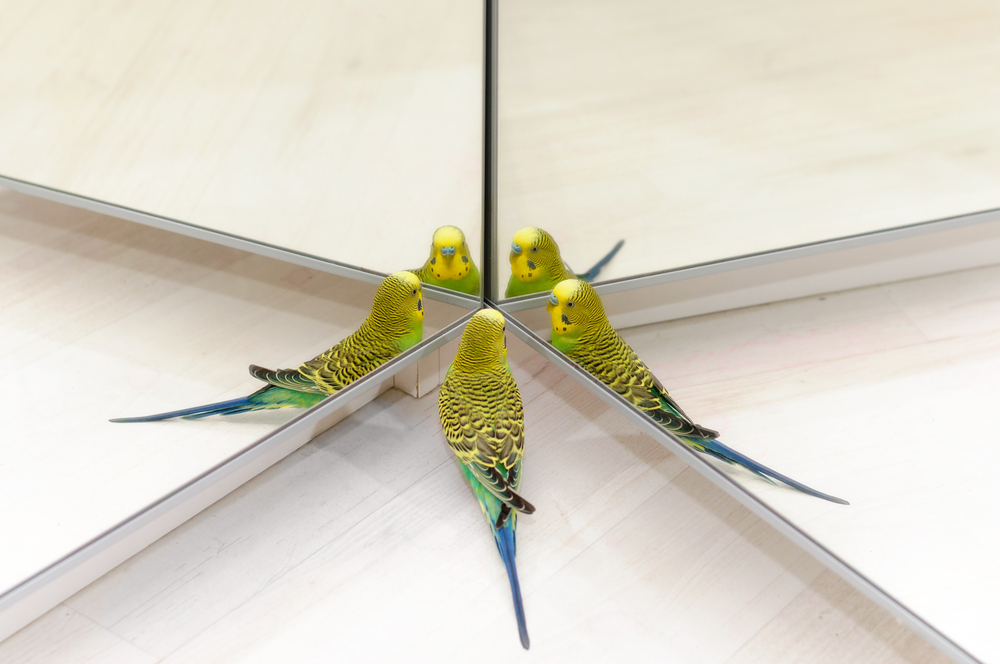 Hang Mirror on a Budgies Cage
